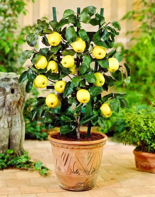 Choosing a Pot for the Apple Tree