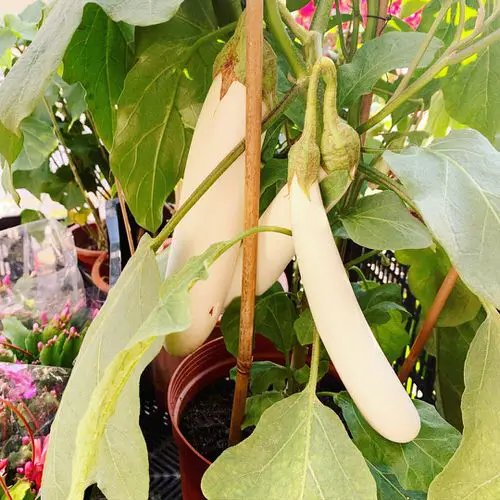 Right Pot Size for White Eggplants