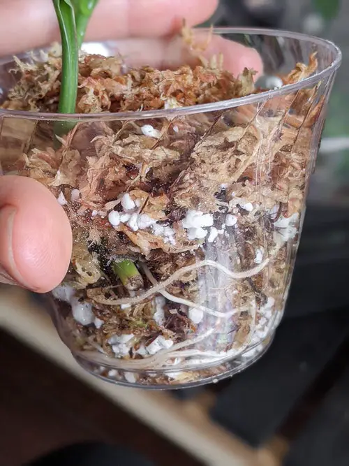 Most Common Mistakes While Propagating Plants from Cuttings 4