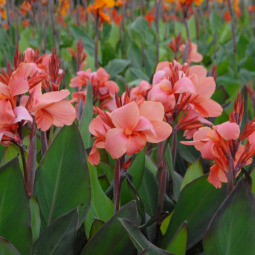 Best Cultivars of Canna Lily  4