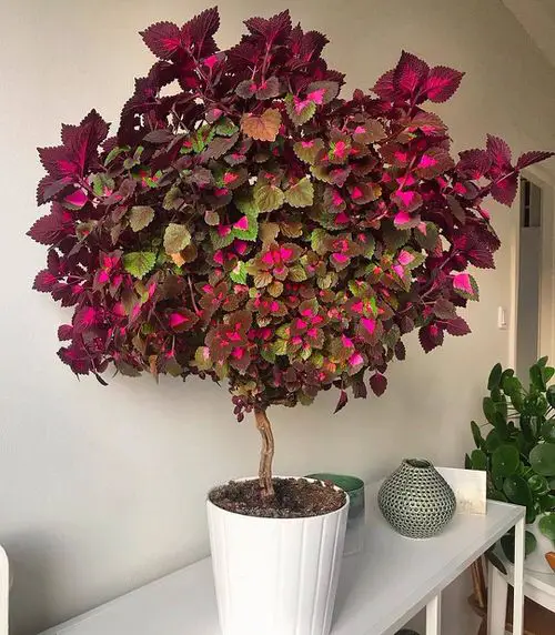How to Grow Coleus as a Tree