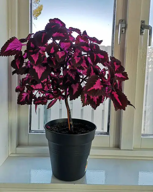 Coleus Tree Care Guide 2