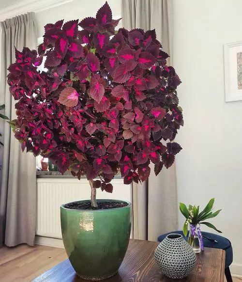 Coleus Tree Care Guide