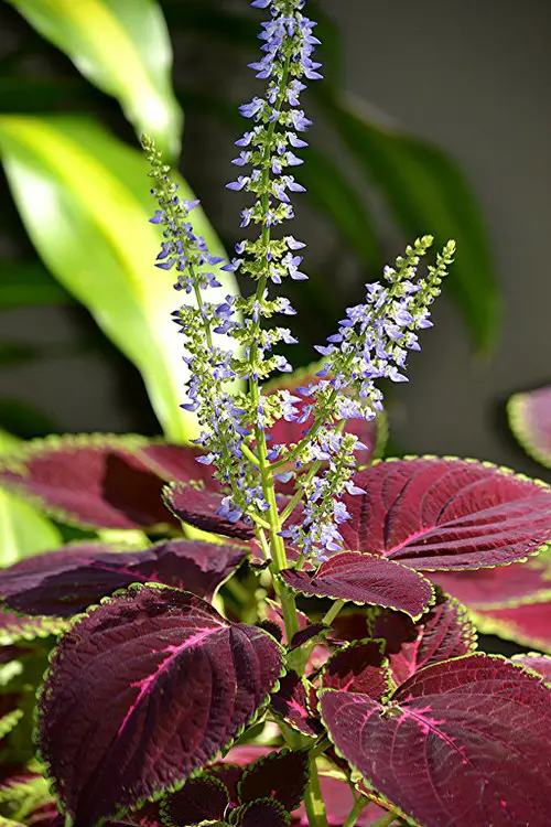 Quick Coleus Growing Tip 5