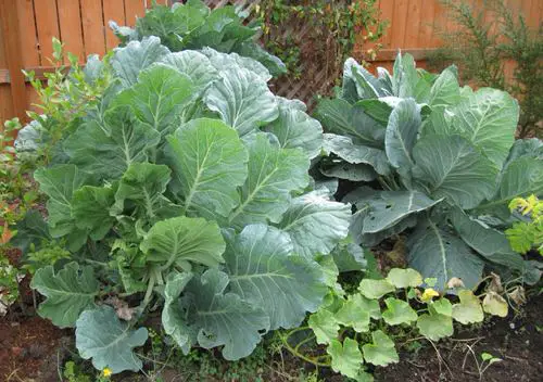 Curative Plants for a Tropical Edible Garden