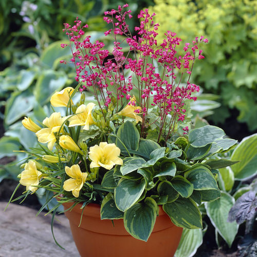 Plant Combinations with Hostas 20