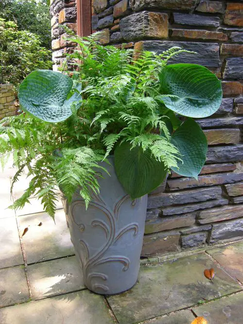 Plant Combinations with Hostas 6