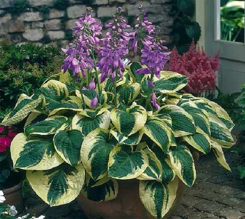 Plant Combinations with Hostas 10