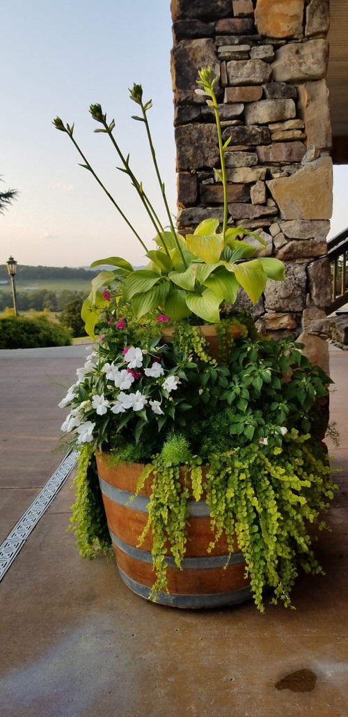 Hosta Container Ideas for Shade 13