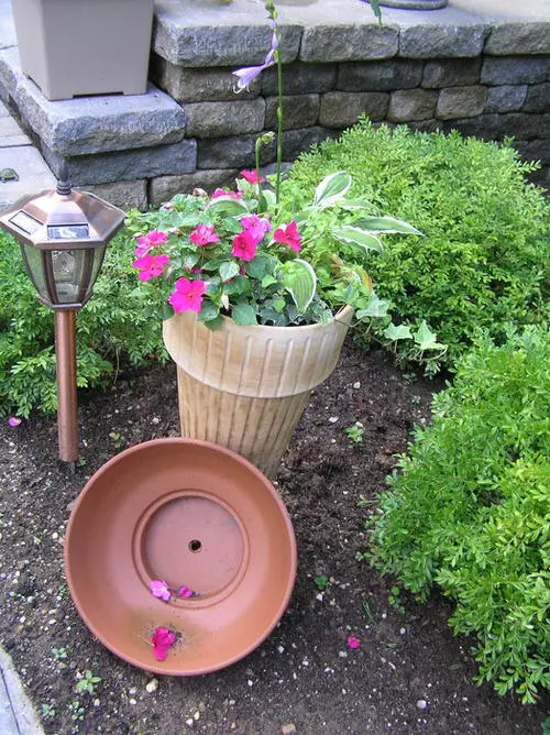 Hosta Container Ideas for Shade 15