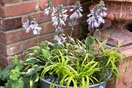 Plant Combinations with Hostas 16