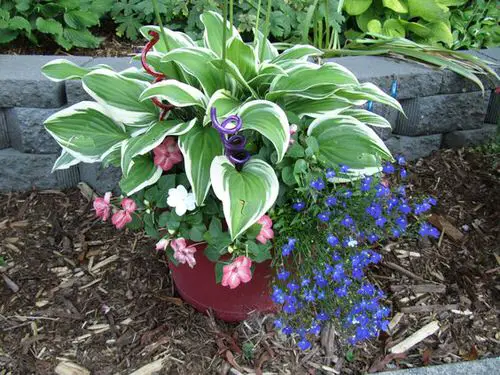 Hosta Container Ideas for Shade 17