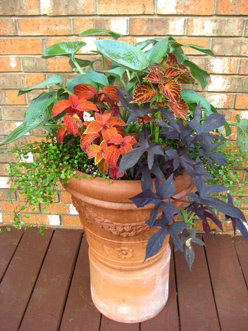 Hosta Container Ideas for Shade 7