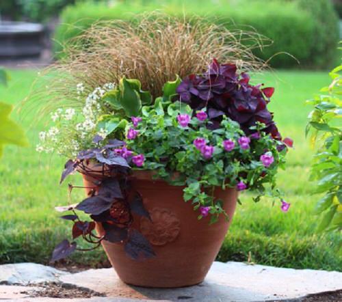 Plant Combinations with Hostas 18