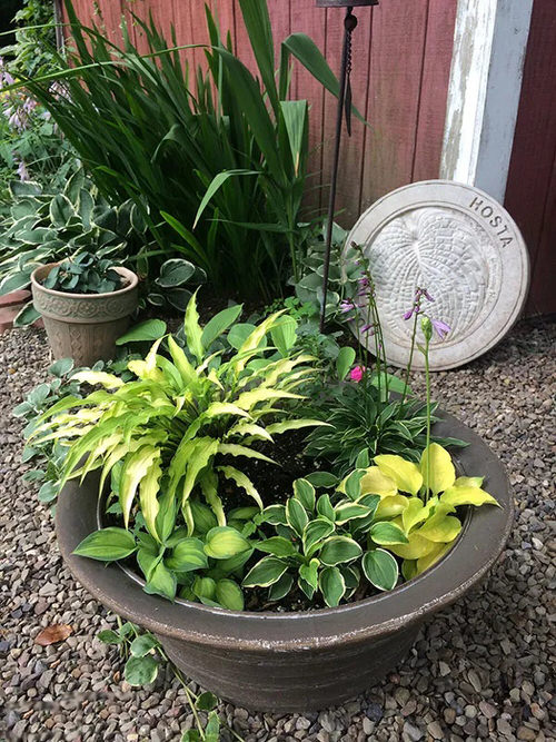 Hosta Container Ideas for Shade 18