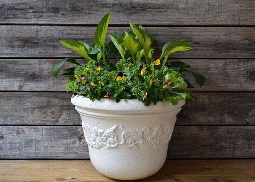 Hosta Container Ideas for Shade 5