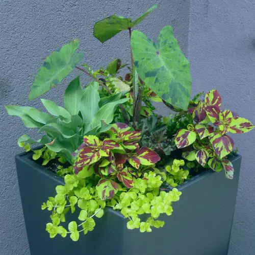 Plant Combinations with Hostas 4