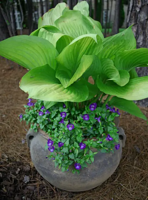Hosta Container Ideas for Shade 3