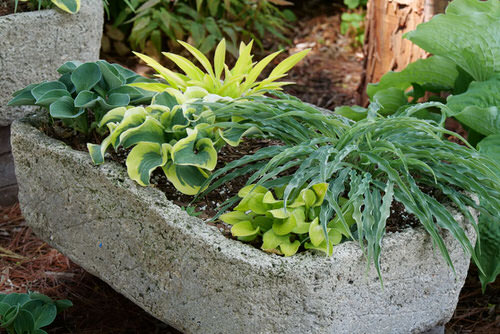 Plant Combinations with Hostas 2