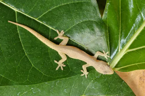 Tips to get rid of Lizards # 2