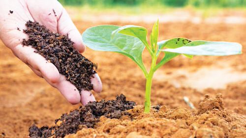 Potassium Deficiency Symptoms 3