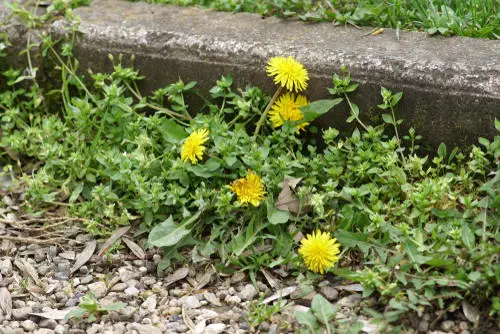 Why Putting Human Hair in Garden is a Good Idea 5