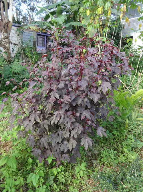 top Curative Plants for a Tropical Edible Garden