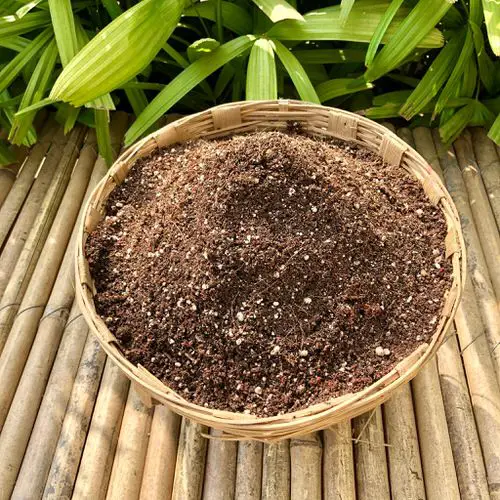 Best Snake Plant Soil Recipes