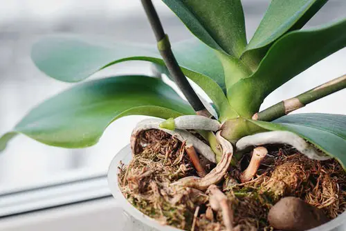 You'll Never Throw Away Dead Orchids After Reading This Post
