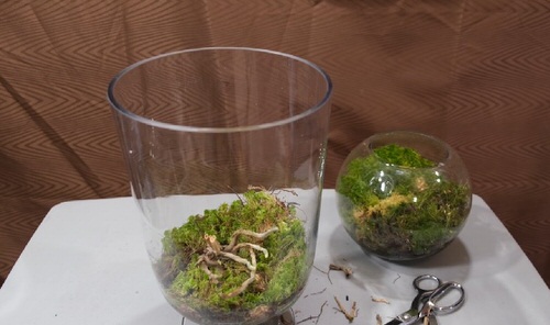 You'll Never Throw Away Dead Orchids After Reading This Post 3