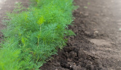 Herbs You Should Grow Side by Side 2