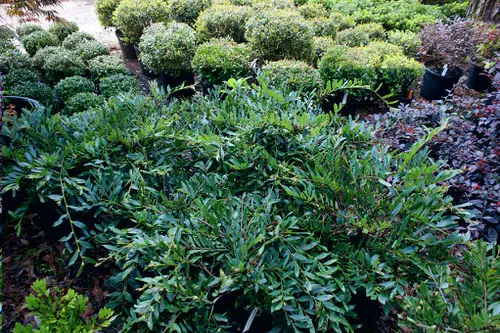 Best Shade Loving Shrubs for Low Light 29