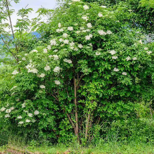 Do Elderberries Grow in Arkansas 1