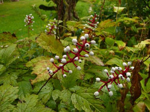 The Most Dangerous Plants That Can Kill People