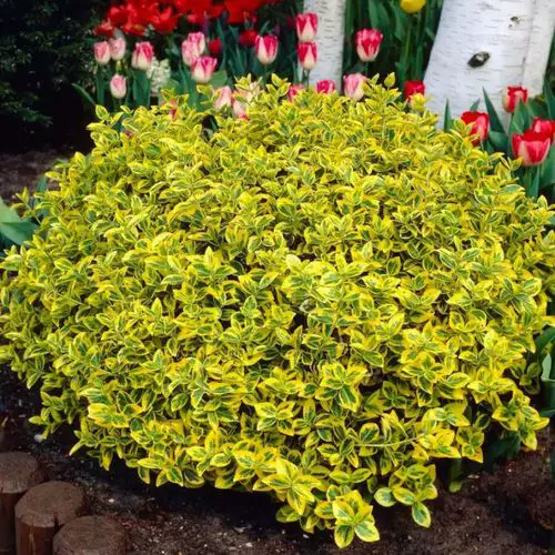 best Shrubs for Shade 34