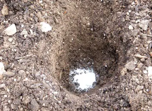 Put These 10 Things in Your Potato Planting Hole for Best Harvest 7