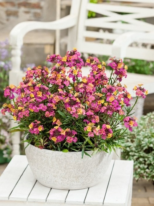Plants That Can Survive Drought 1