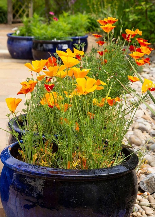 Plants Resistant to Drought 2