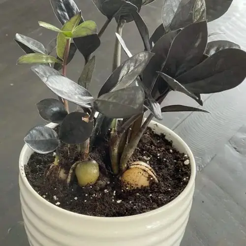 ZZ Plant Problems and Solutions 6