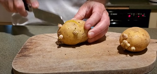 Growing Potatoes from Store Brought Potatoes 1