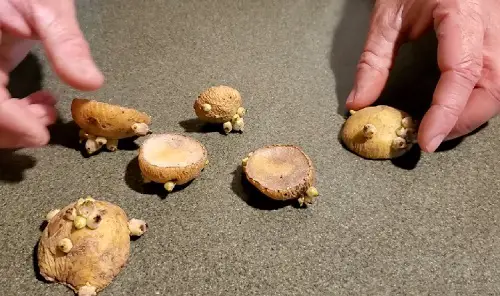 Grow Potatoes from Buds