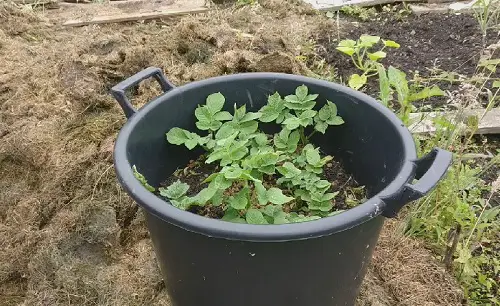 Growing Potatoes from Store Brought Potatoes 7