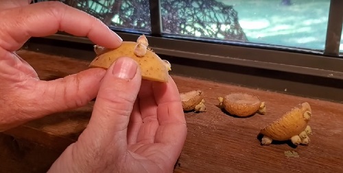 Growing Potatoes from Store Brought Potatoes 2