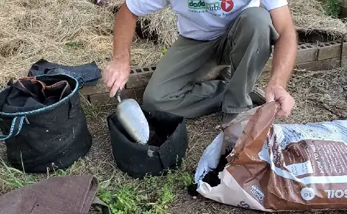 Grow Potatoes from Buds 3