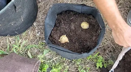 Grow Potatoes from Buds 4