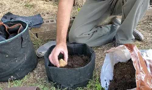 Growing Potatoes from Store Brought Potatoes 4