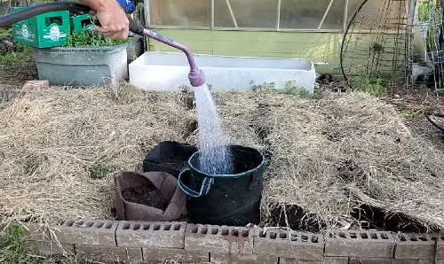 Grow Potatoes from Buds 6