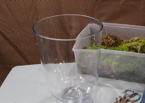 You'll Never Throw Away Dead Orchids After Reading This Post 2