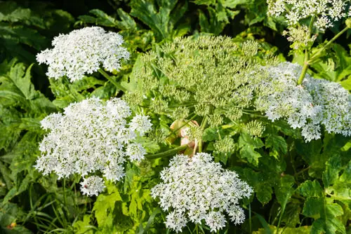 Amazing Dangerous Plants That Can Kill People