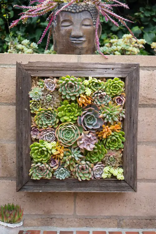 Drought Tolerant Garden Design 6